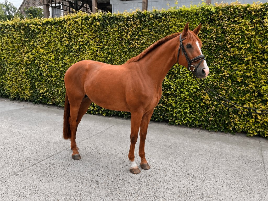 Betrouwbaar dressuurpaard, Merrie, Dressuurpaard, 7 tot 10 jaar, 165 tot 170 cm