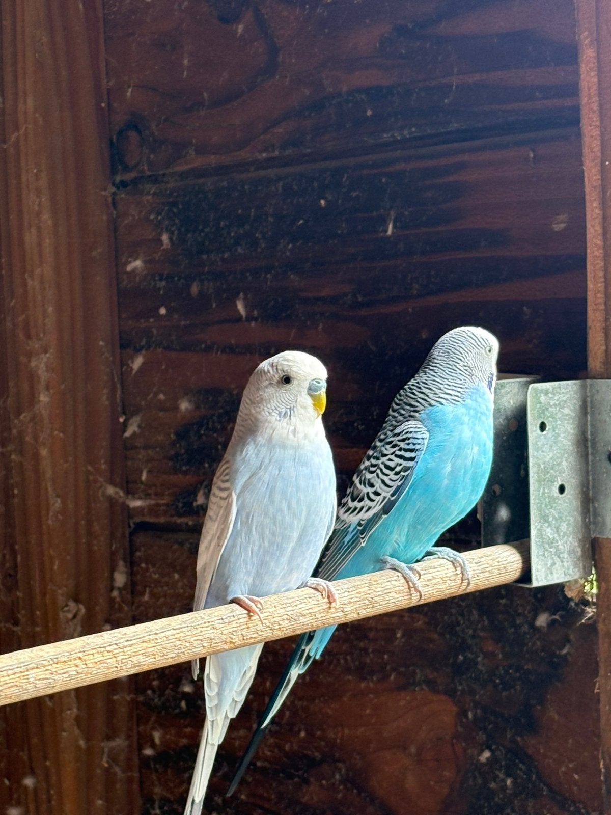 grasparkieten, Plusieurs animaux, Perruche