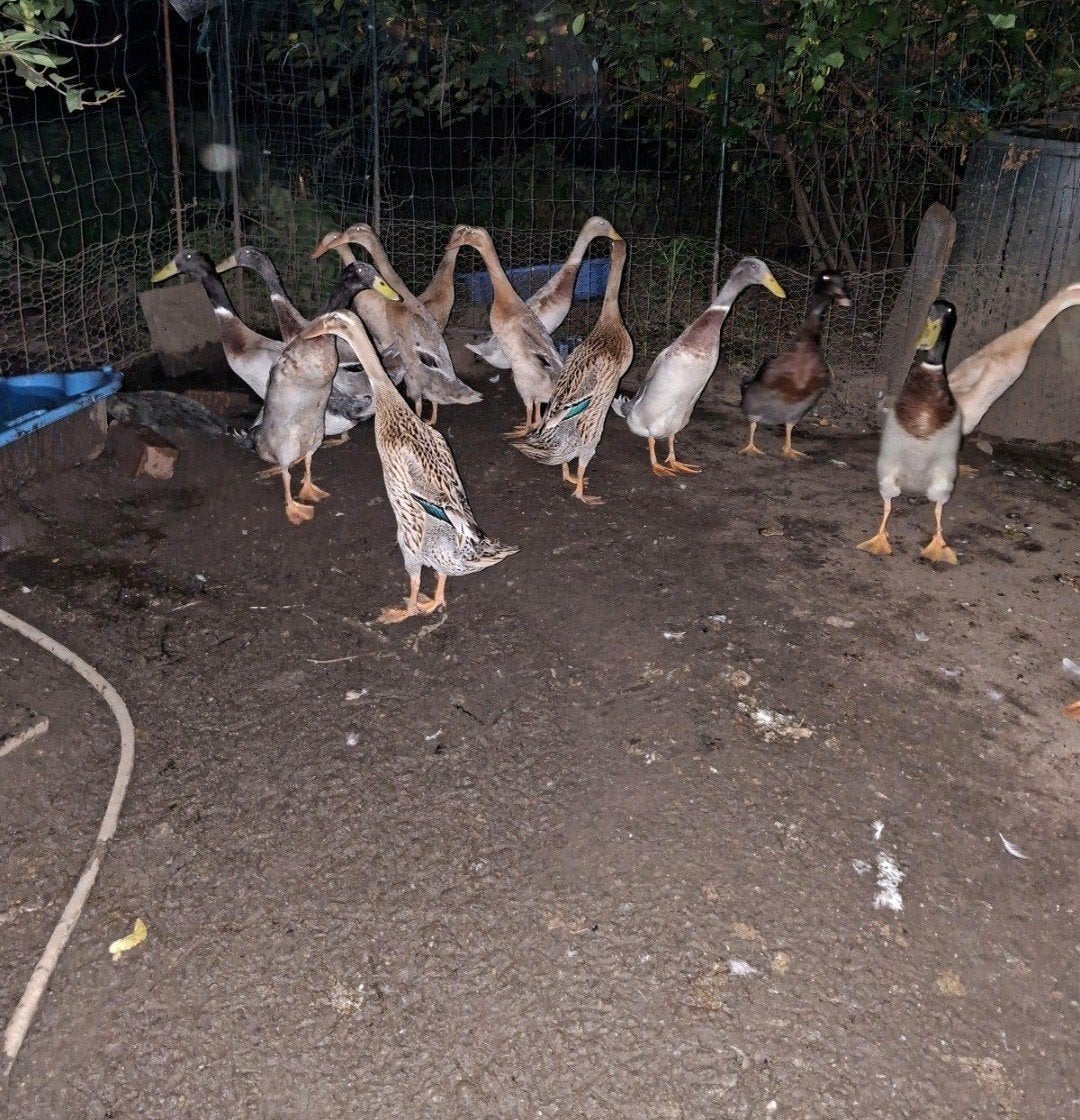 Koppel indische loopeend, Dieren en Toebehoren, Meerdere dieren, Eend
