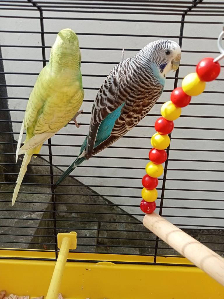 Couple perruche ondulée reproducteur, Animaux & Accessoires, Plusieurs animaux, Perruche
