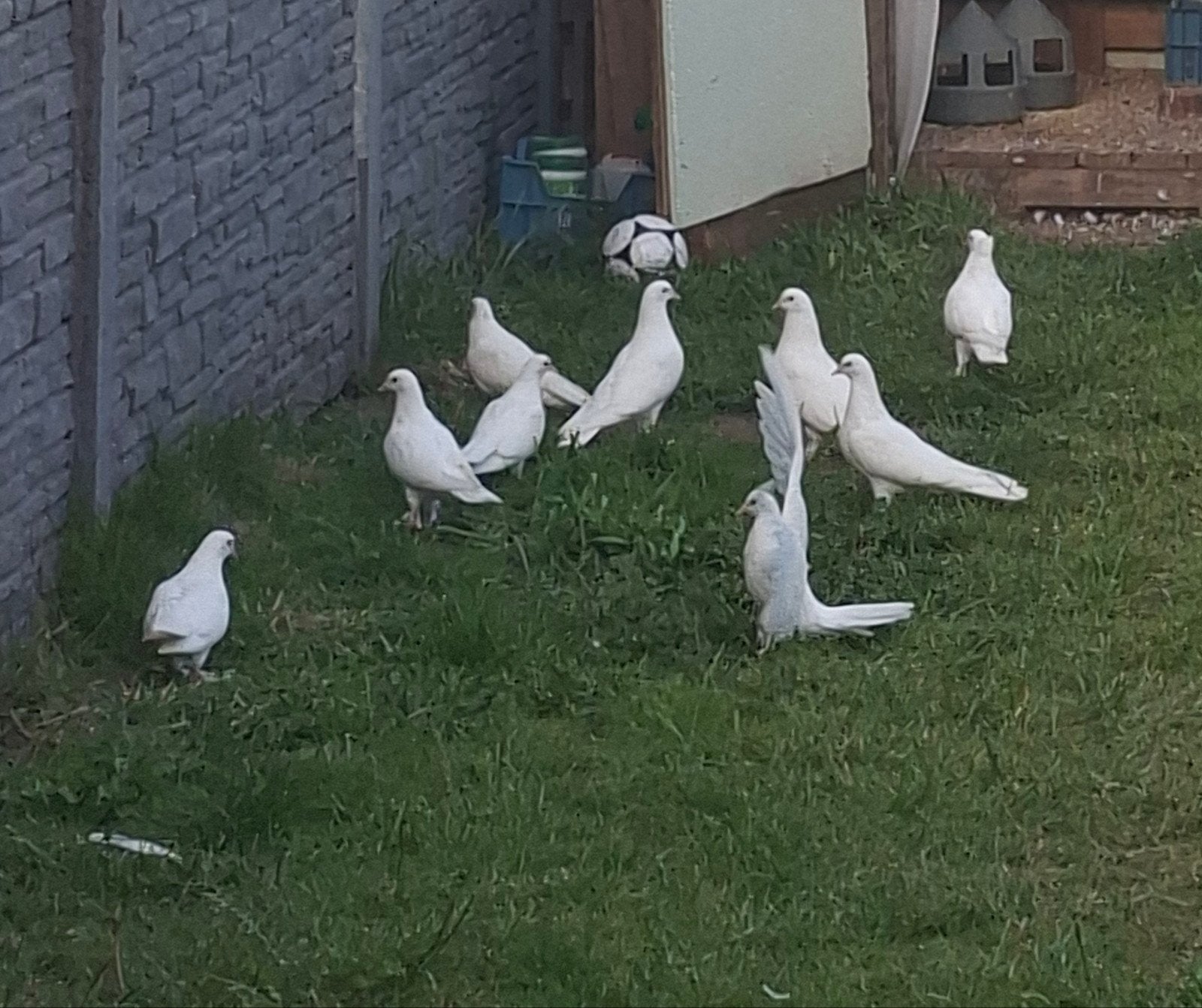 couple de pigeons takla turcs