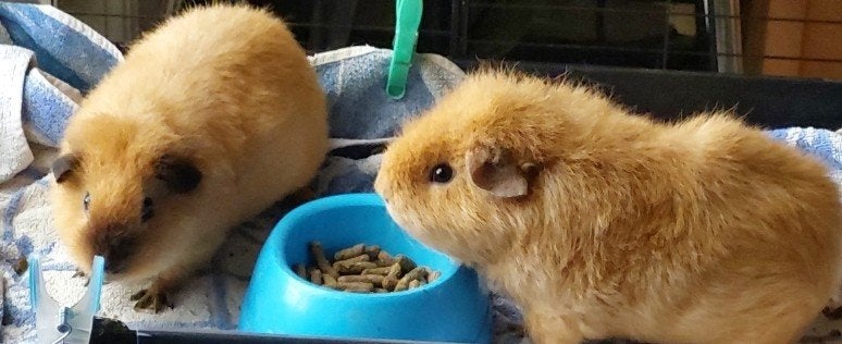 WEG, cavia geadopteerd!- cavia, 4 jaar, Augustus, Mannelijk, Cavia