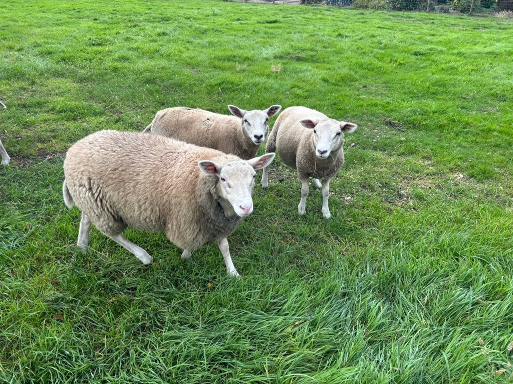 lammeren te koop, Vrouwelijk, Schaap, 0 tot 2 jaar