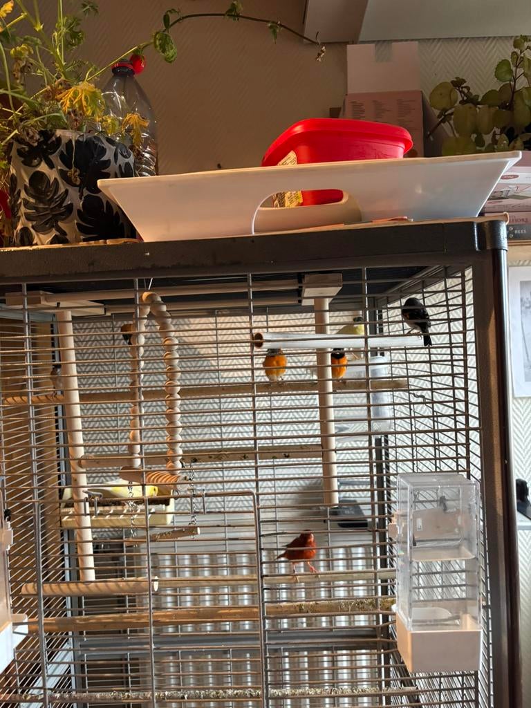 Kanaries rood agaat mannen, Enlèvement, Comme neuf