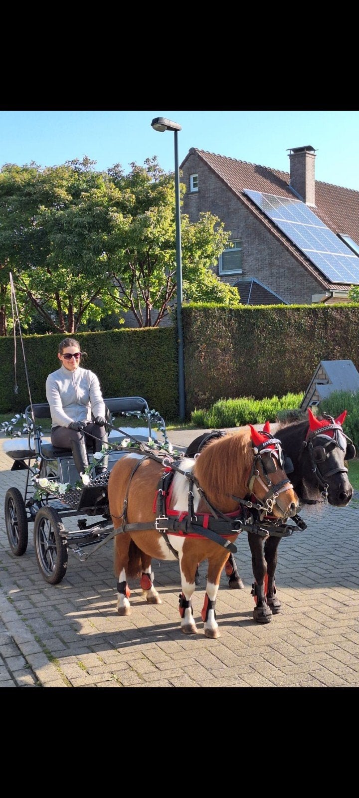 Shetlander dubbelspantuig, Dieren en Toebehoren, Ophalen, Shetlander, Overige disciplines, Mentuig