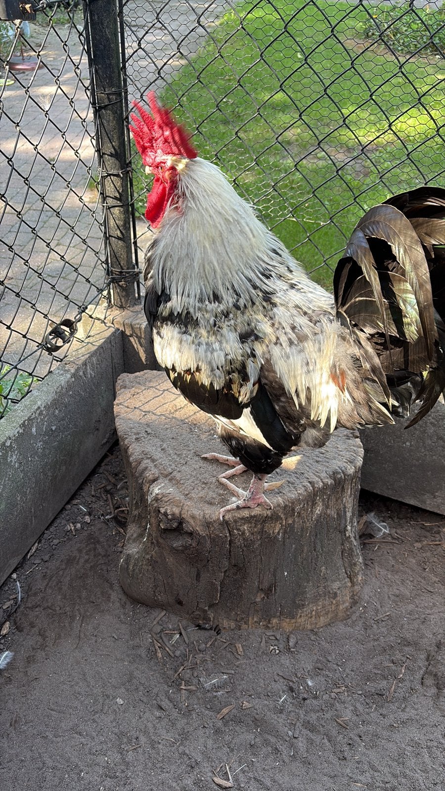 Marans haan, Dieren en Toebehoren, Kip