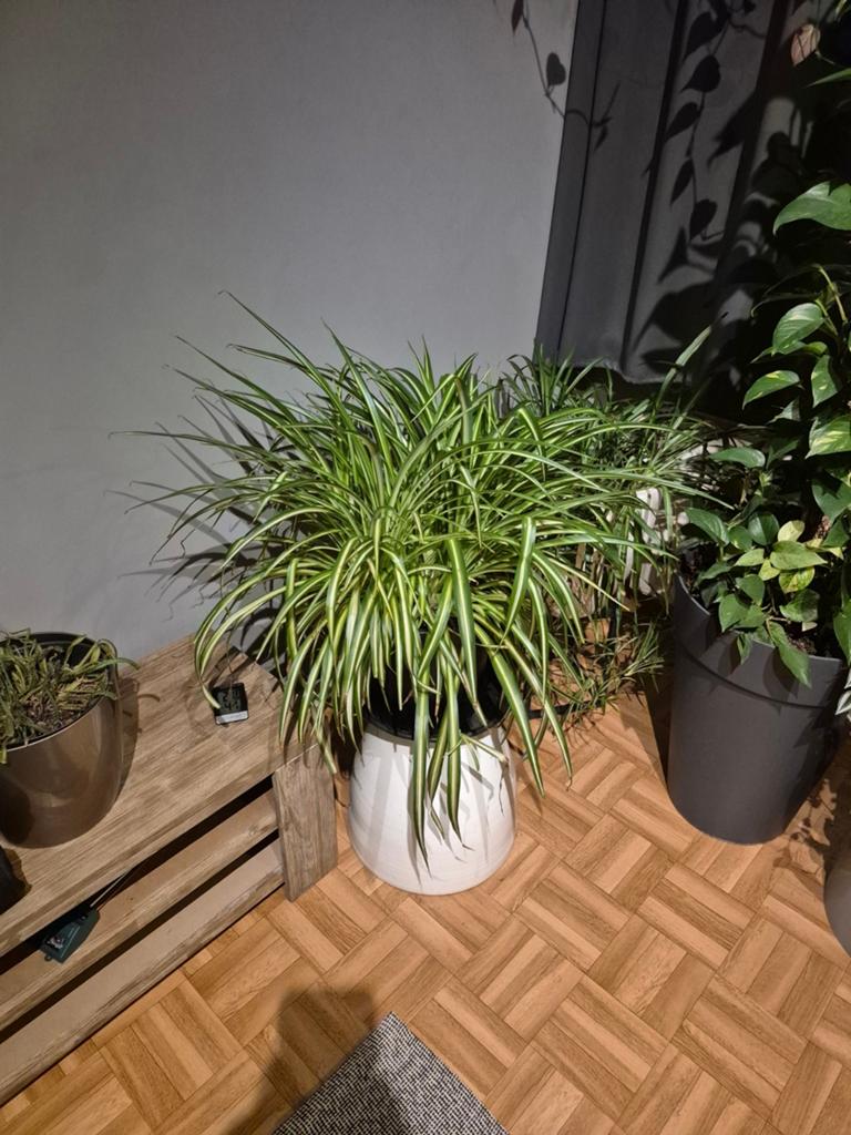 Kamerplant, Tuin en Terras, Planten | Tuinplanten, Ophalen