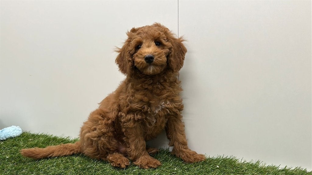Abrikoos Dwerg Poedel pups, Poedel, België, 8 tot 15 weken, Parvo