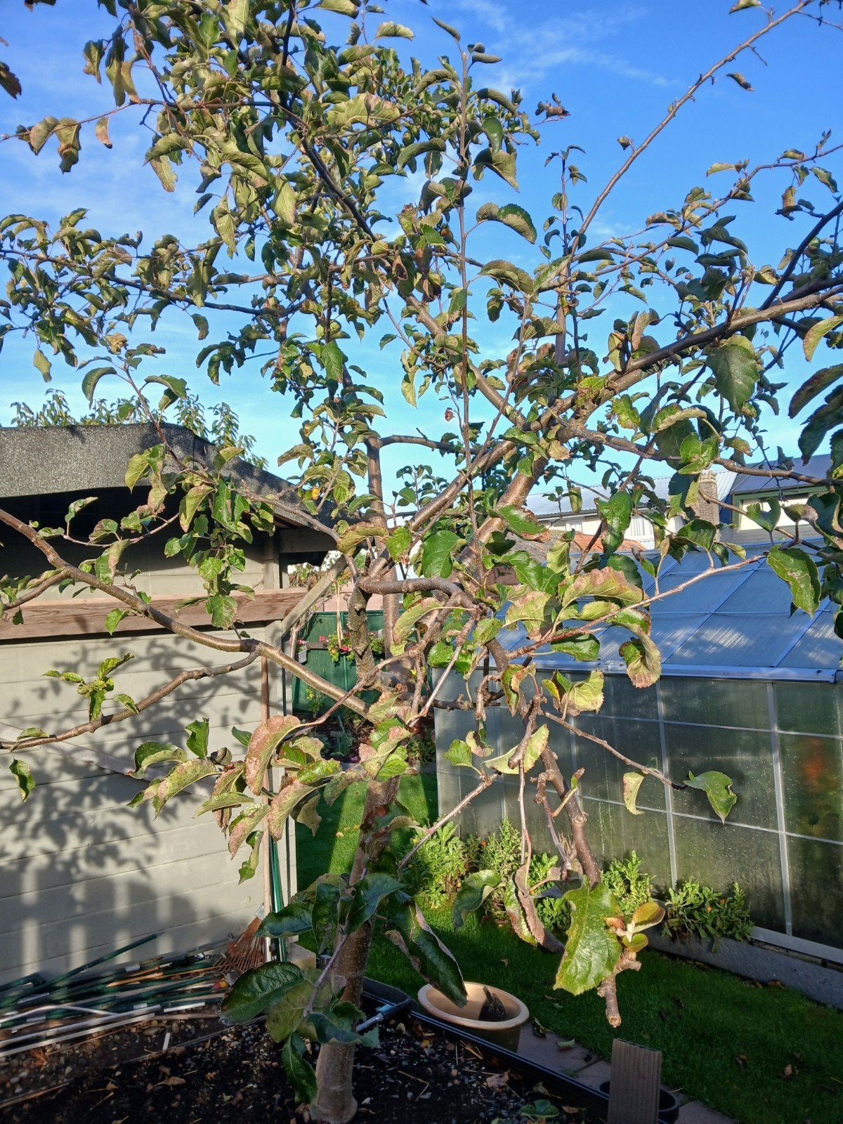 appelboom, Ophalen