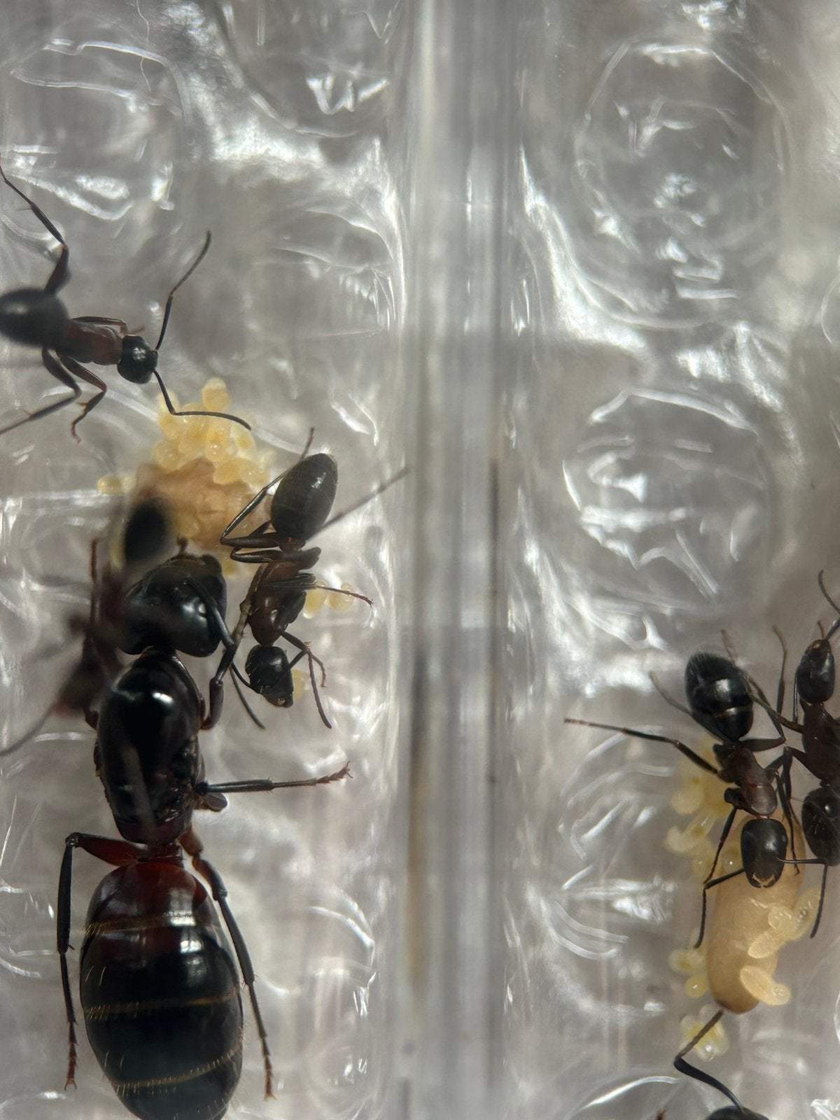 Camponotus ligniperda q met 3-6 werksters / mieren ant kolon, Dieren en Toebehoren, Mieren