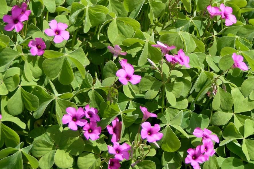 oxalis roze, Tuin en Terras, Planten | Tuinplanten, Ophalen
