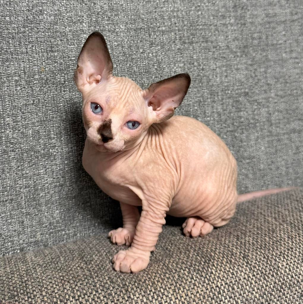 Kittens Sphynx met staamboom, Dieren en Toebehoren, Poes, Met stamboom, 0 tot 2 jaar