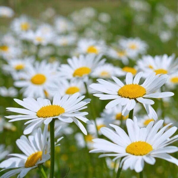 Leucanthemum vulgare, Tuin en Terras, Volle zon, Vaste plant, Zomer, Ophalen