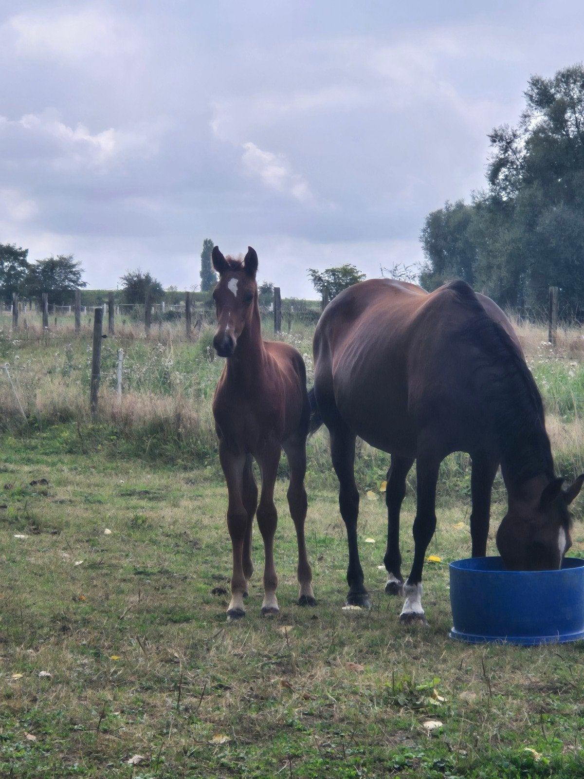 Sportief hengstveulen – Omano BC × For Pleasure, Animaux & Accessoires, Chevaux, Étalon, M, Cheval de saut, 0 à 2 ans