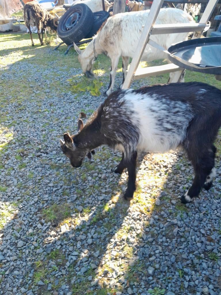 Zwarte bonte melkgeiten bok 2/3/2025, Dieren en Toebehoren, Mannelijk, Geit