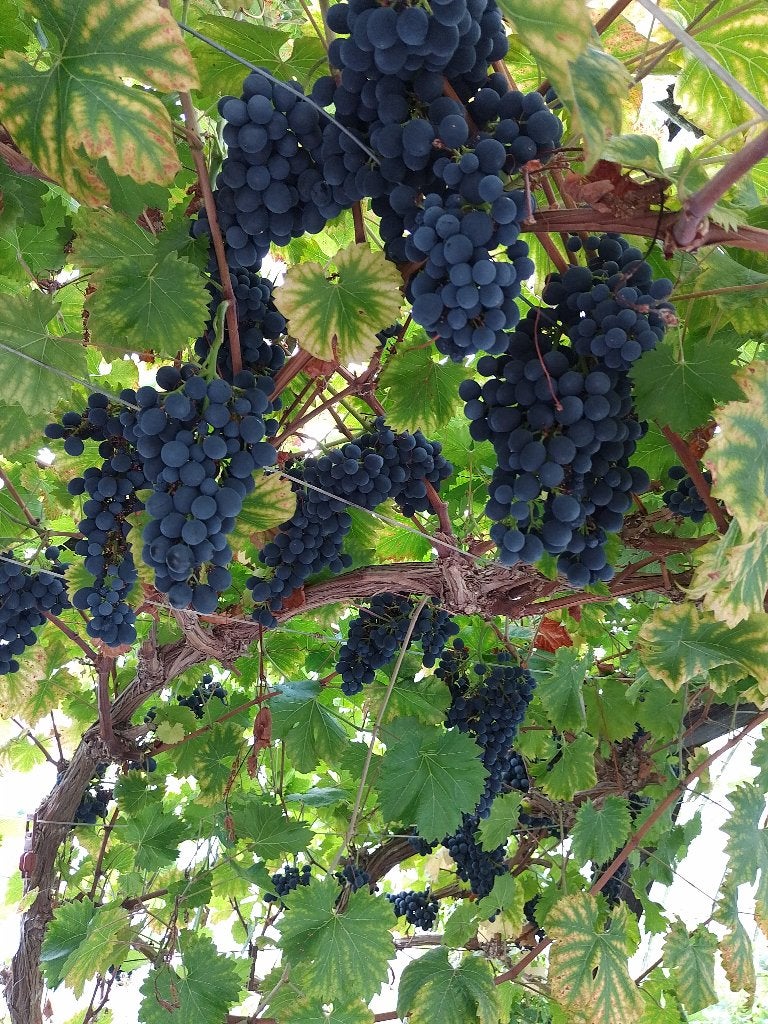 Muscat Raisin Belge uit Hoeilaart,klaar om gegeten te worden, Ophalen of Verzenden