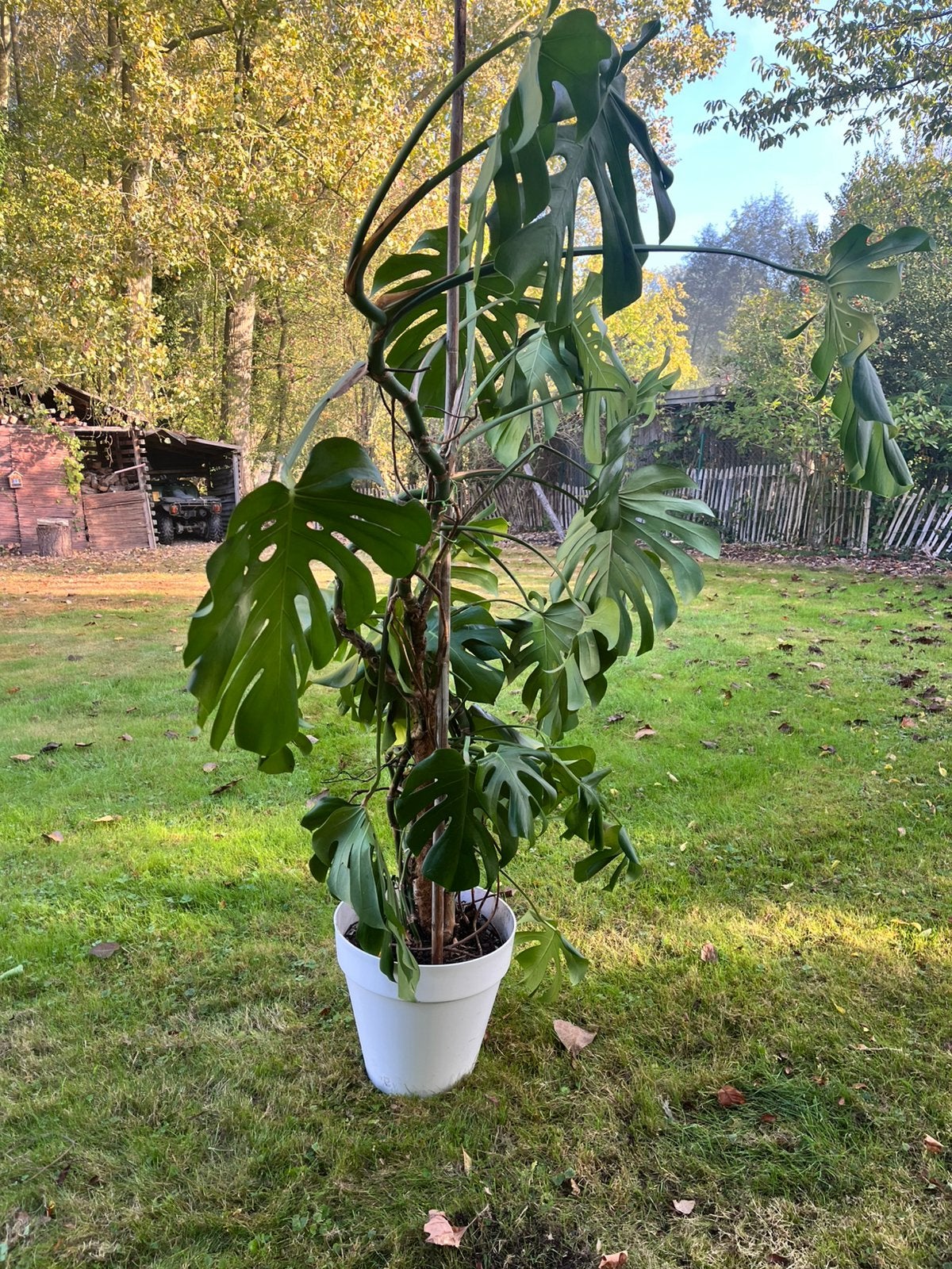 Monstera, Ophalen