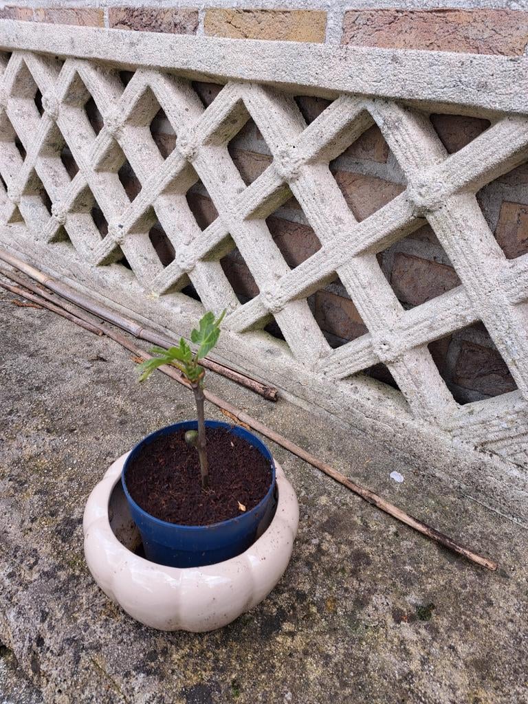 Vijgen bom, Tuin en Terras, Ophalen