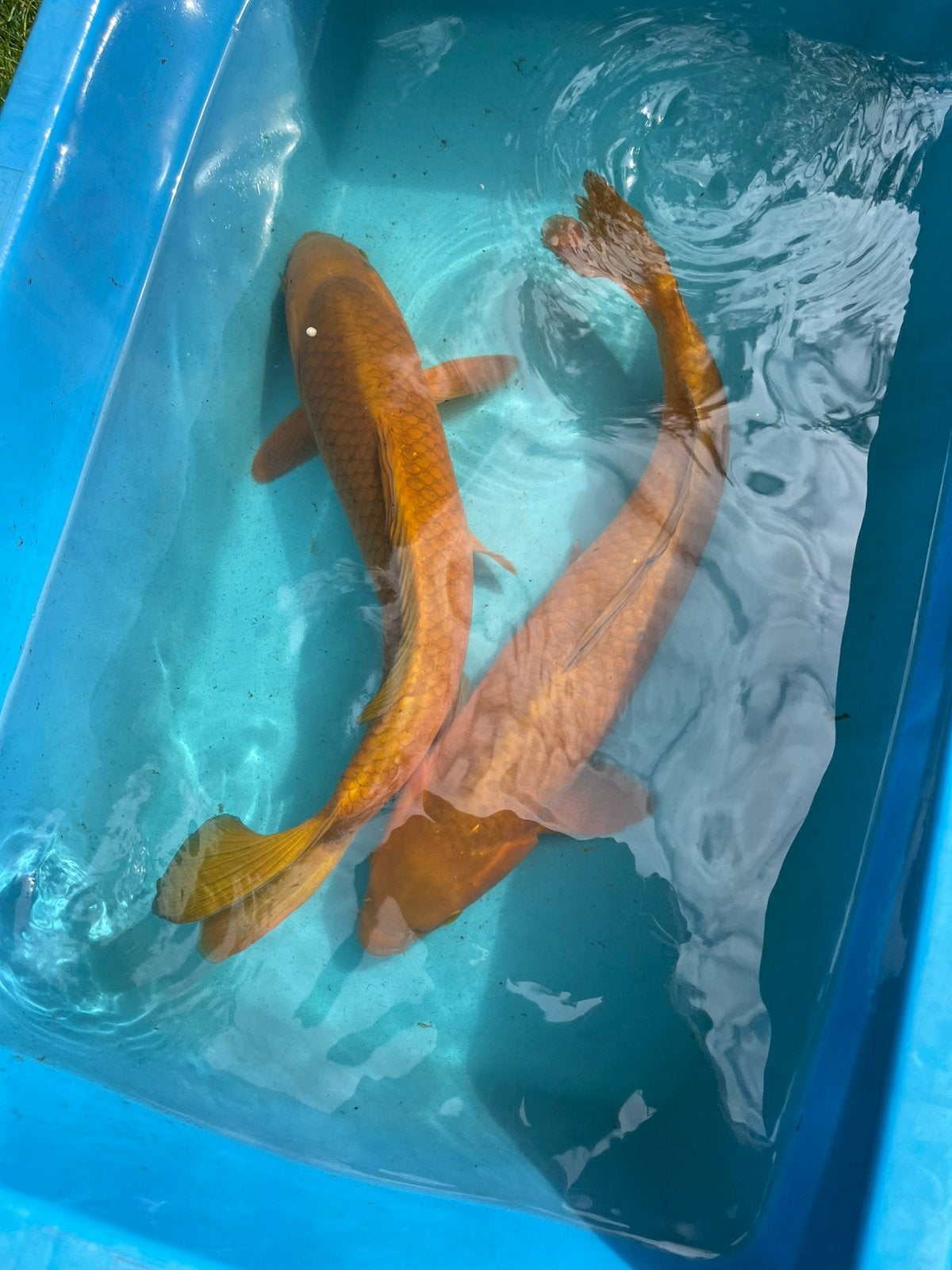 Koi’s, Dieren en Toebehoren