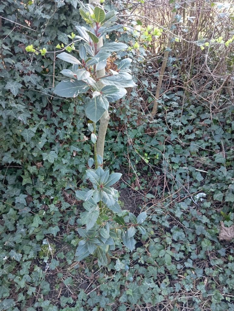 Laurierstruik, Tuin en Terras, Ophalen, 100 tot 250 cm