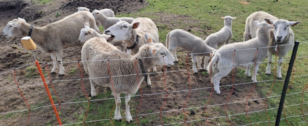 Easy care lammeren 2026, Animaux & Accessoires, Moutons, Chèvres & Cochons, Mouton, Plusieurs animaux, 0 à 2 ans