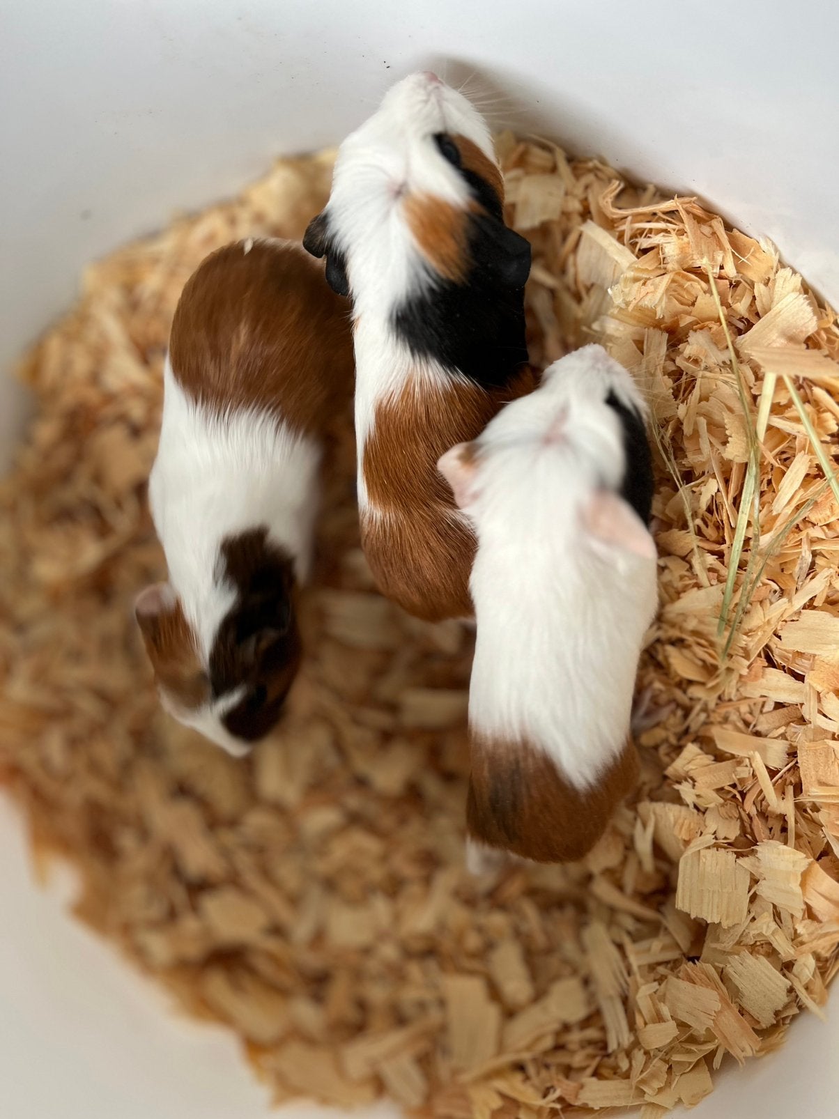 Leuke  cavia ‘s vrouwtjes en mannetjes in drie kleuren, Dieren en Toebehoren, Cavia, Meerdere dieren, Tam, September