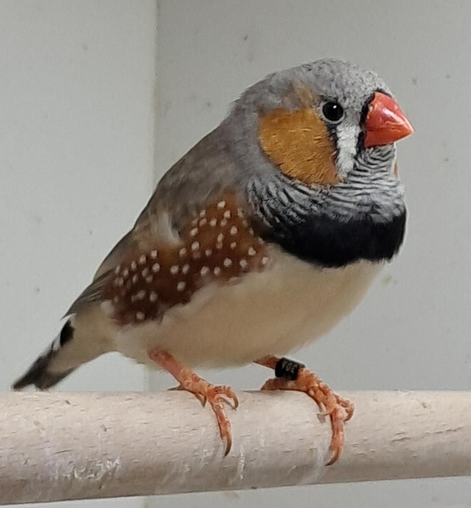 Grijze zebravink man, Dieren en Toebehoren, Mannelijk, Tropenvogel, Geringd