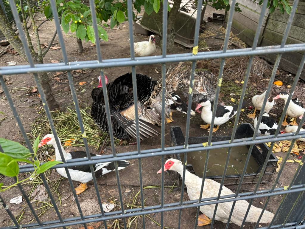 Kalkhoenen, Dieren en Toebehoren, Pluimvee, Meerdere dieren, Kalkoen