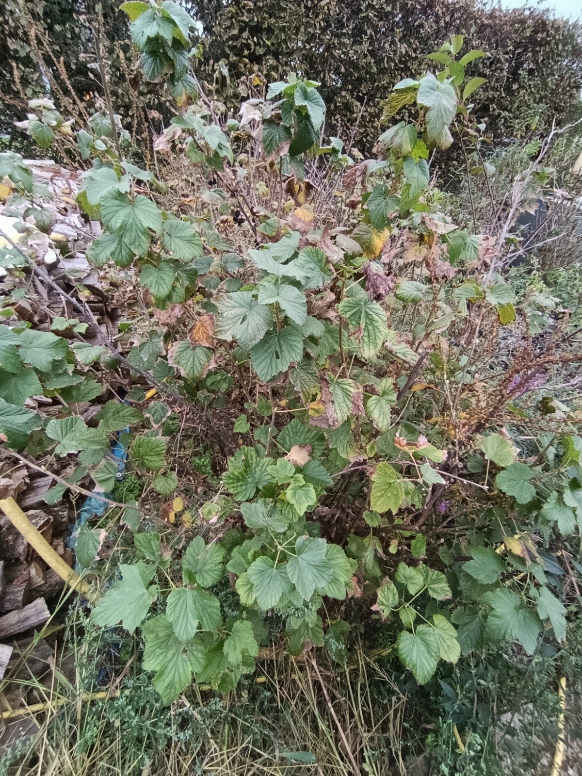 rode/zwarte bessen, Tuin en Terras, Ophalen