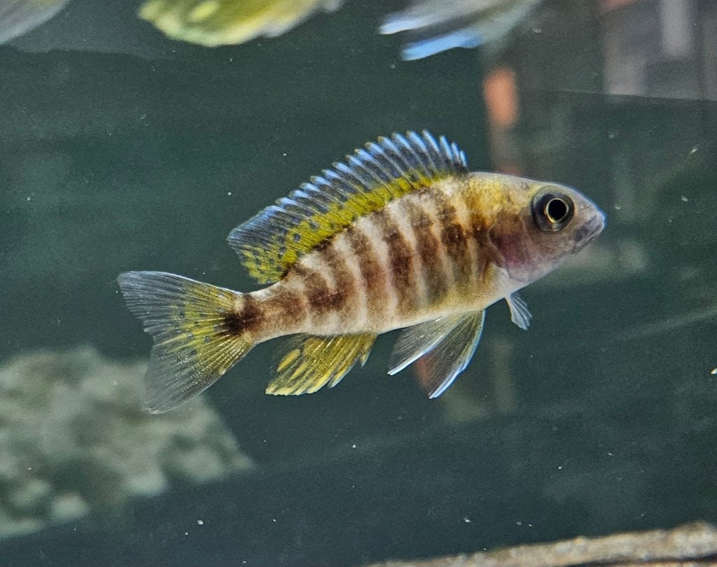 Cichlidés Aulonocara Eureka red Malawi, Poisson, Poisson d'eau douce