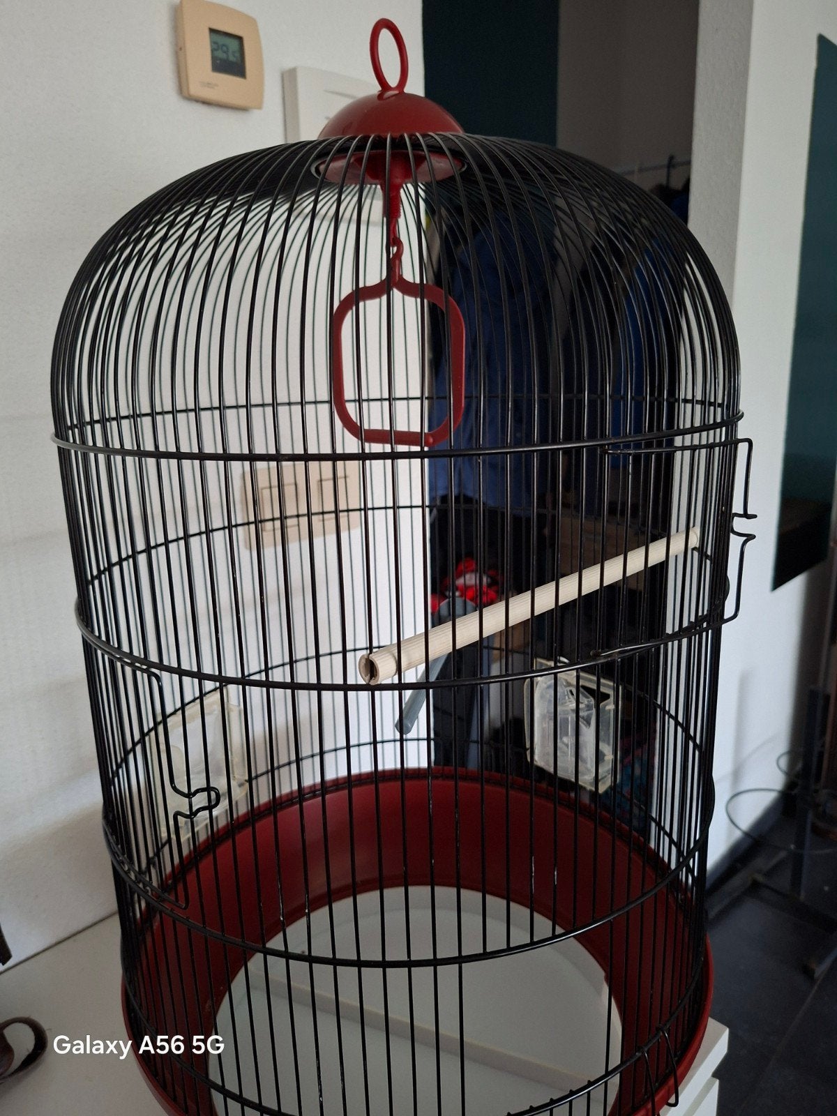 Cage à oiseaux, Enlèvement, Cage à oiseaux