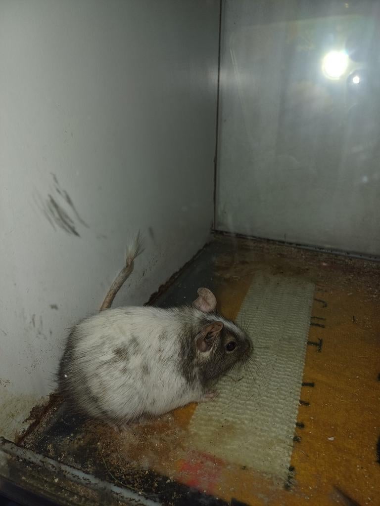 Degoes, Dieren en Toebehoren, Pluimvee