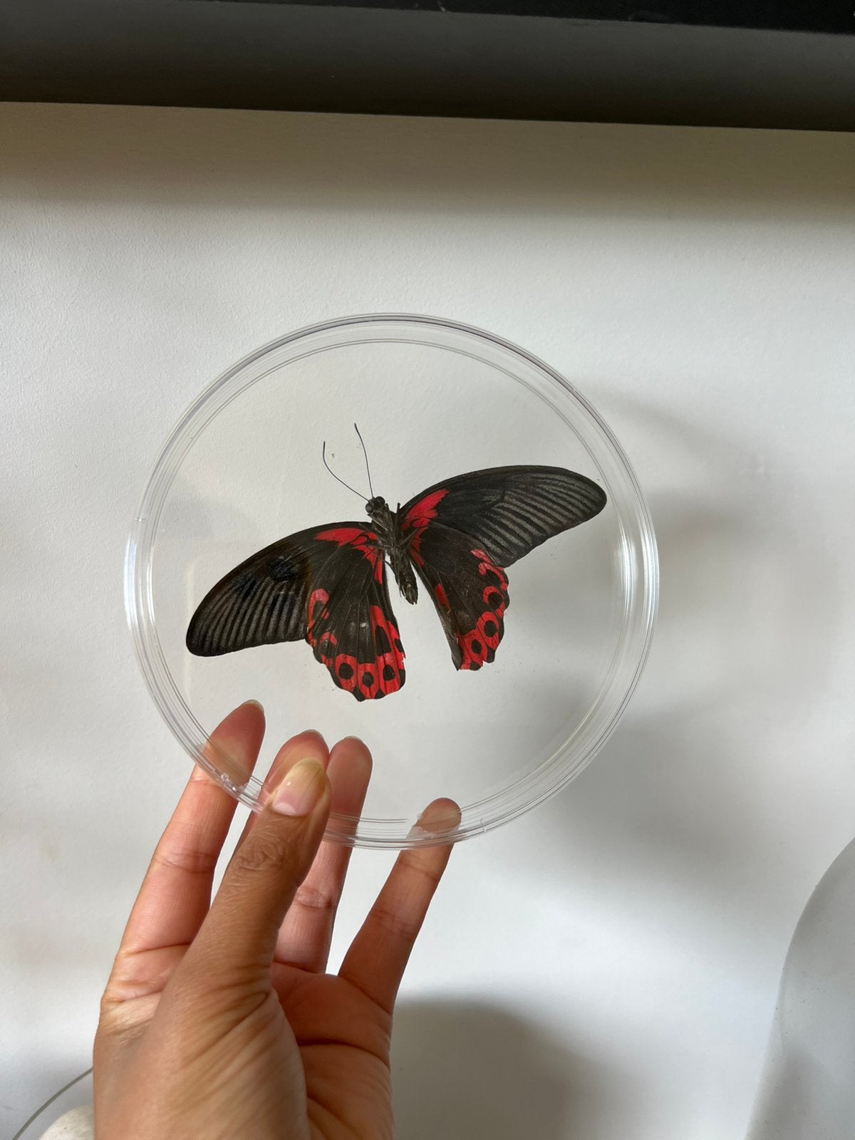 Taxidermy vlinder, Dieren en Toebehoren, Insecten en Spinnen, Vlinders of Rupsen