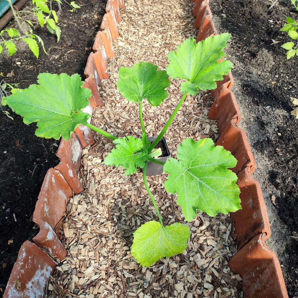 Planten courgette, geel en groen, Ophalen, Groenteplanten, Volle zon