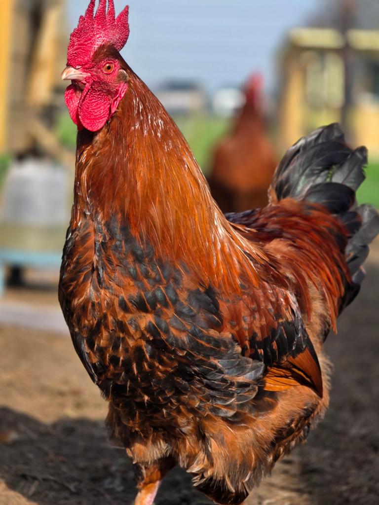 Maran tarwe hanen, Dieren en Toebehoren
