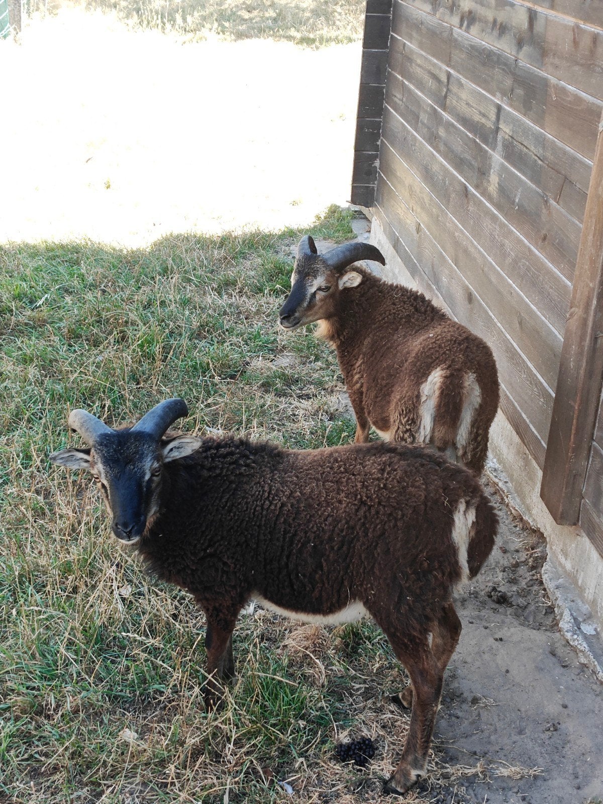 3 Soay lammen te koop