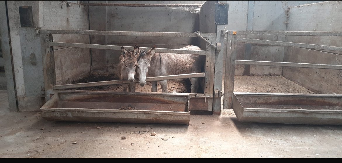 Twee hengsten-ezels te koop, Dieren en Toebehoren, Stalling, 1 paard of pony