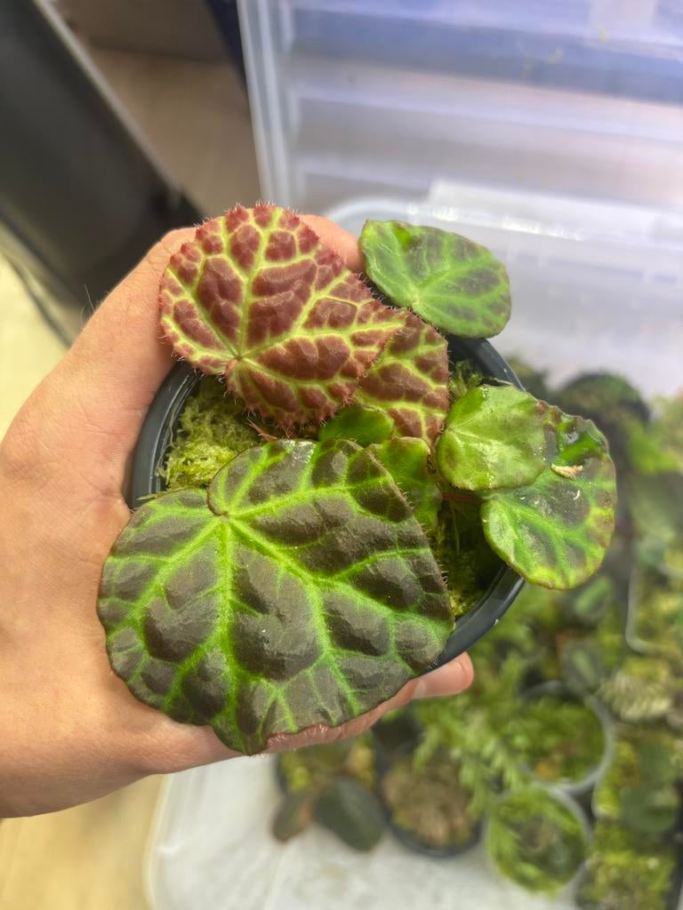 Terrarium plant (begonia rajah), Ophalen of Verzenden, Nieuw, Tak, Plant, Rots of Steen