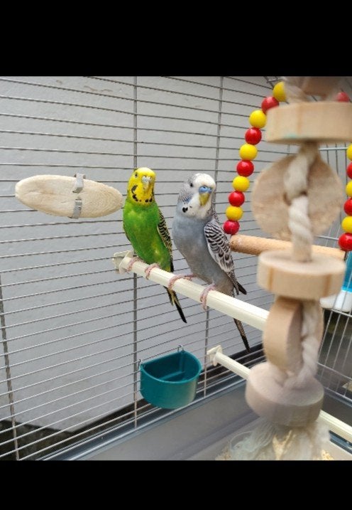 très belle couple avec cage et nourriture, Animaux & Accessoires, Plusieurs animaux, Perruche