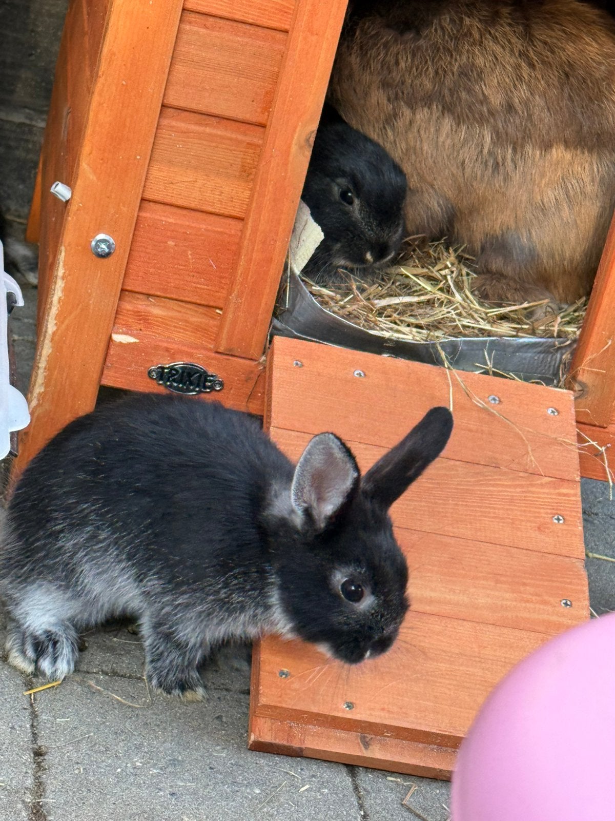 Konijntje voedsterke kortharig, Dieren en Toebehoren, Vrouwelijk, Middelgroot, Hangoor, 0 tot 2 jaar