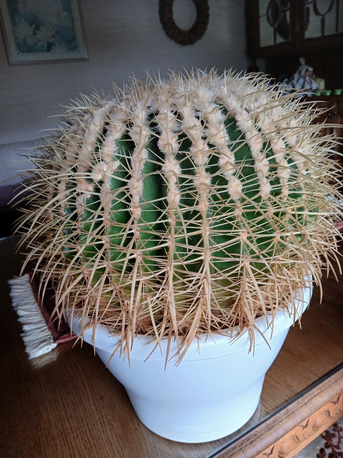 Zeer mooie grote cactus, Ophalen, Cactus
