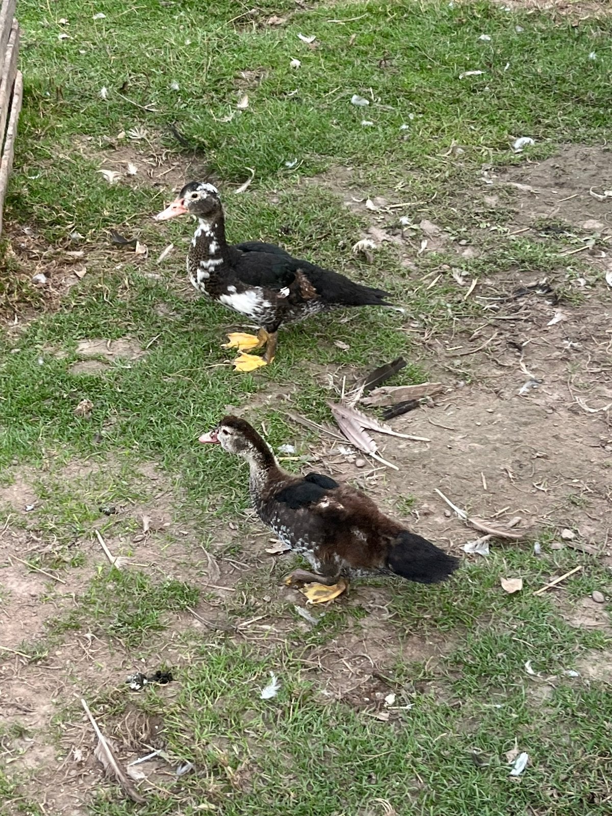 Muskus eenden, Dieren en Toebehoren
