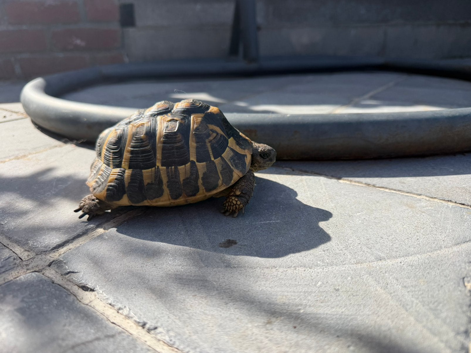 Tortuede terre hermann de 10 ans :), Animaux & Accessoires, Tortue
