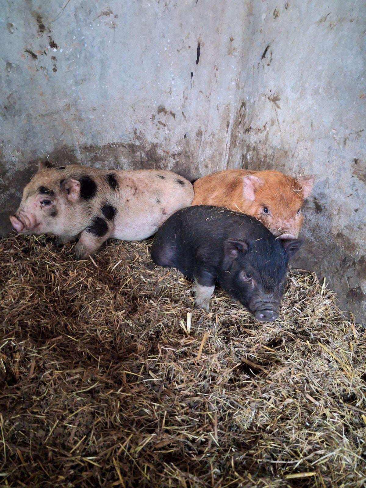 Mini varkentjes, Dieren en Toebehoren, Meerdere dieren, Varken