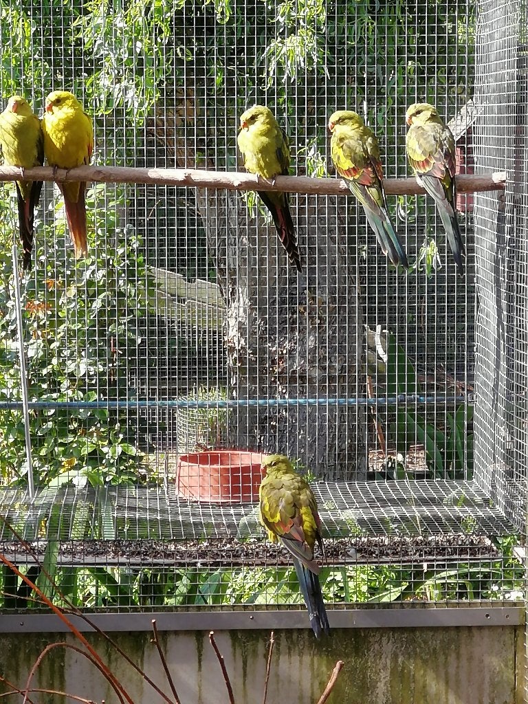 bergparkiet, Plusieurs animaux, Perruche, Bagué