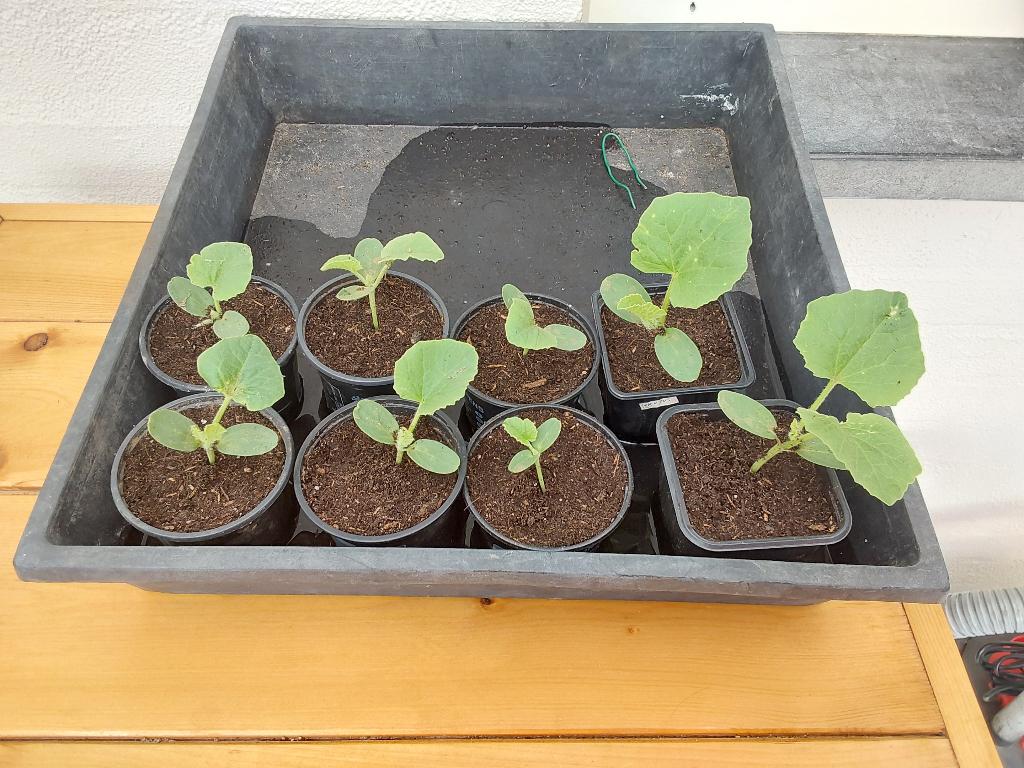 Meloenplantjes, Tuin en Terras, Planten | Fruitbomen, Ophalen