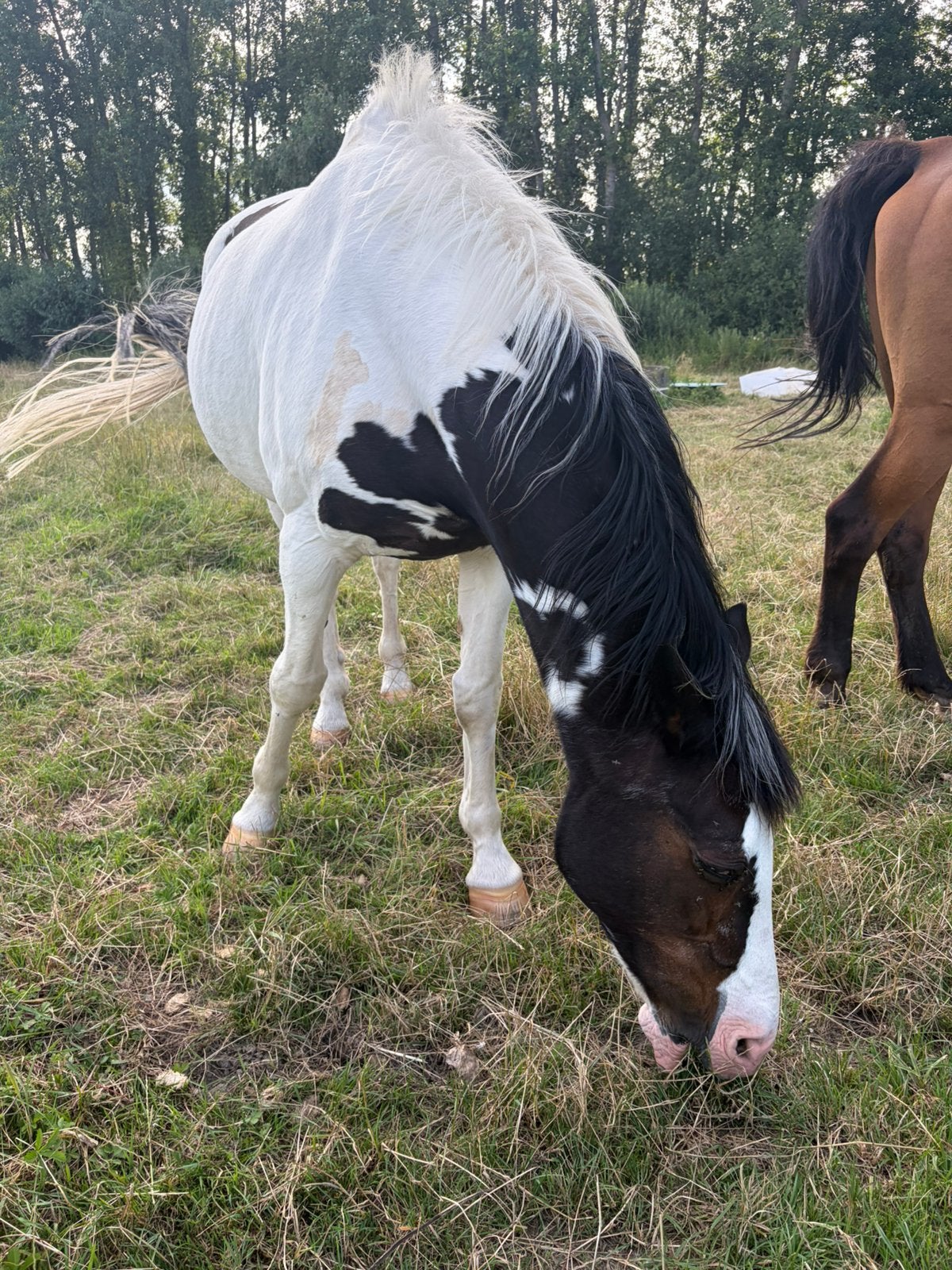 Weidemaatjes
