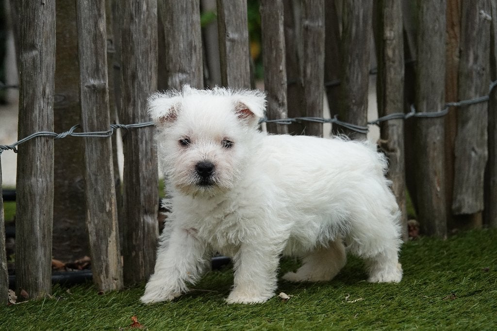 Magnifique terrier blanc des West Highlands (Westie), Autres races, Plusieurs, Hépatite contagieuse (maladie de Rubarth), Belgique
