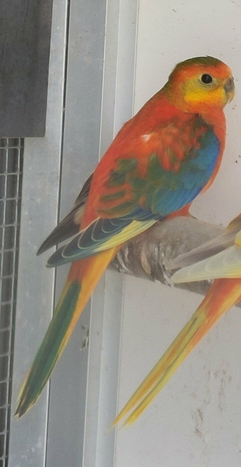 Turquoisine man, Dieren en Toebehoren, Geringd