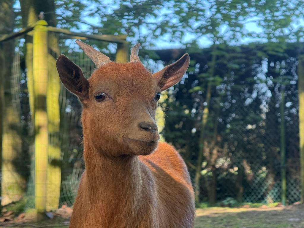 Camel stamboek dwerggeit mieke